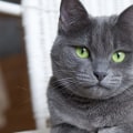 Zijn Britse korthaar katten verlegen?