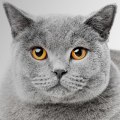 Waarom is Britse korthaar de beste kat?