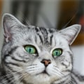 Zijn Britse korthaar katten binnen gelukkig?