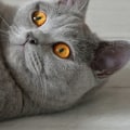 Zijn Britse korthaar katten ok alleen?