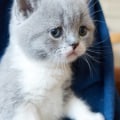 Zullen Britse korthaar katten op je schoot zitten?