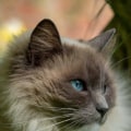 Worden Britse korthaar katten graag opgepakt en geknuffeld?