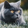 Hoeveel kost een Britse korthaar kat?