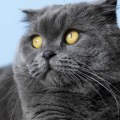 Zijn Britse korthaar kalme katten?