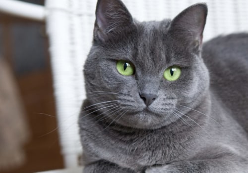 Zijn Britse korthaar katten verlegen?