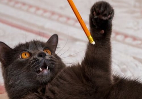 Zijn Britse korthaar katten onvriendelijk?