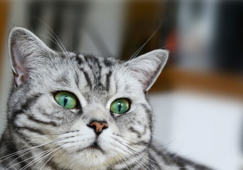 Is britse korthaar een vriendelijke kat?