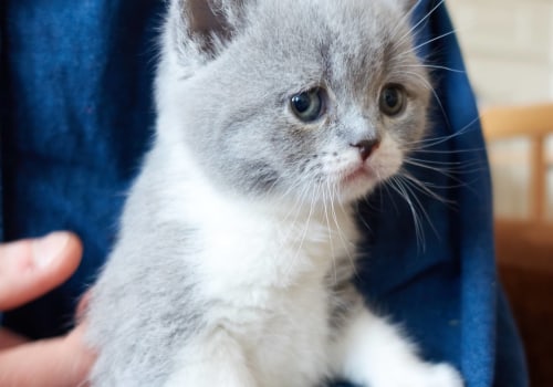 Zijn Britse korthaar katten schattig?