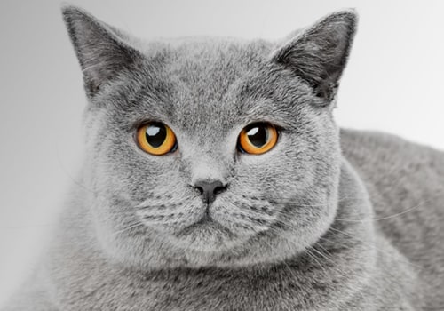 Is britse korthaar een goede kat?