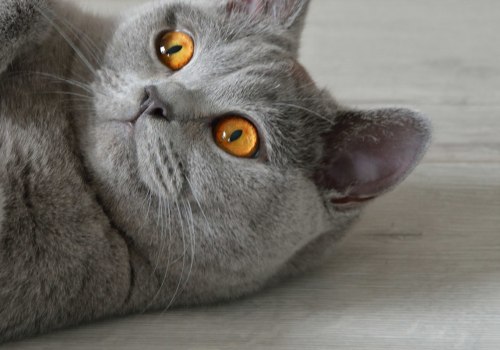 Zijn Britse korthaar katten ok alleen?