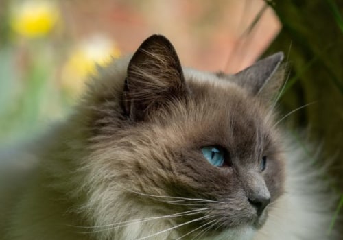 Worden Britse korthaar katten graag opgepakt en geknuffeld?