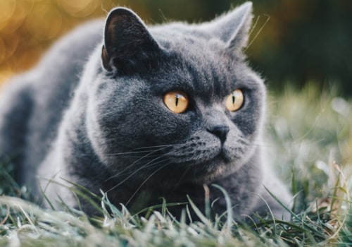Hoeveel kost een Britse korthaar kat?