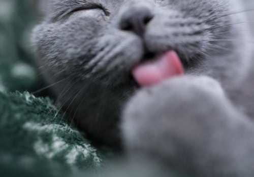 Op welke leeftijd kalmeren Britse korthaar katten?