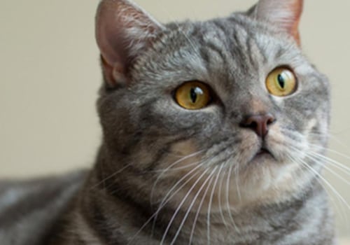 Zijn Britse korthaar katten luidruchtig?