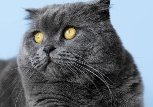 Zijn Britse korthaar katten kalm?
